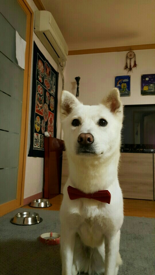 KakaoTalk_20170811_092138912.jpg