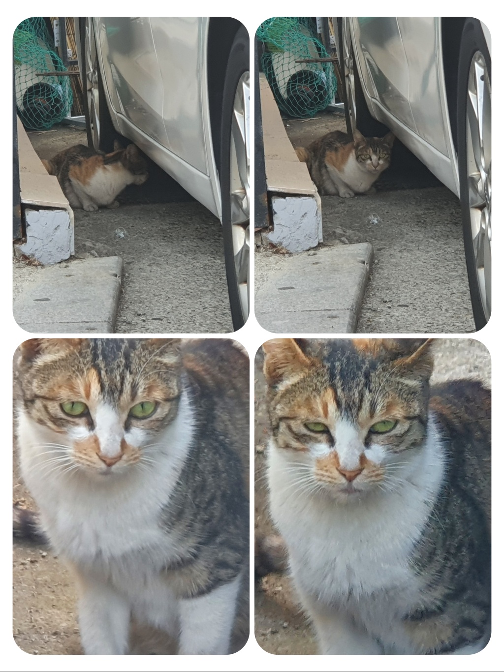 1766964591116.jpg 1766964591116.jpg