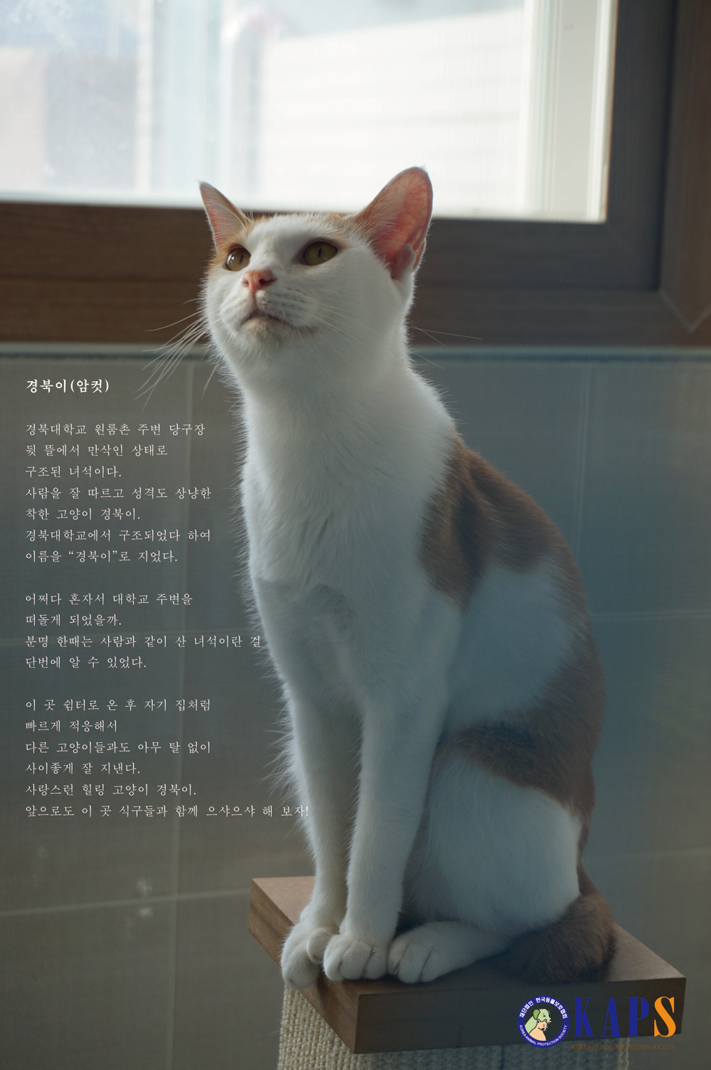 냥이9-4_s.jpg