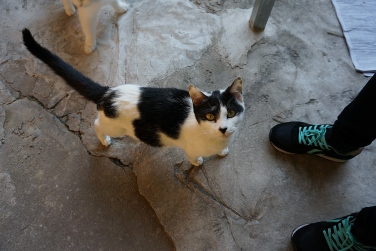 DSC06880.JPG