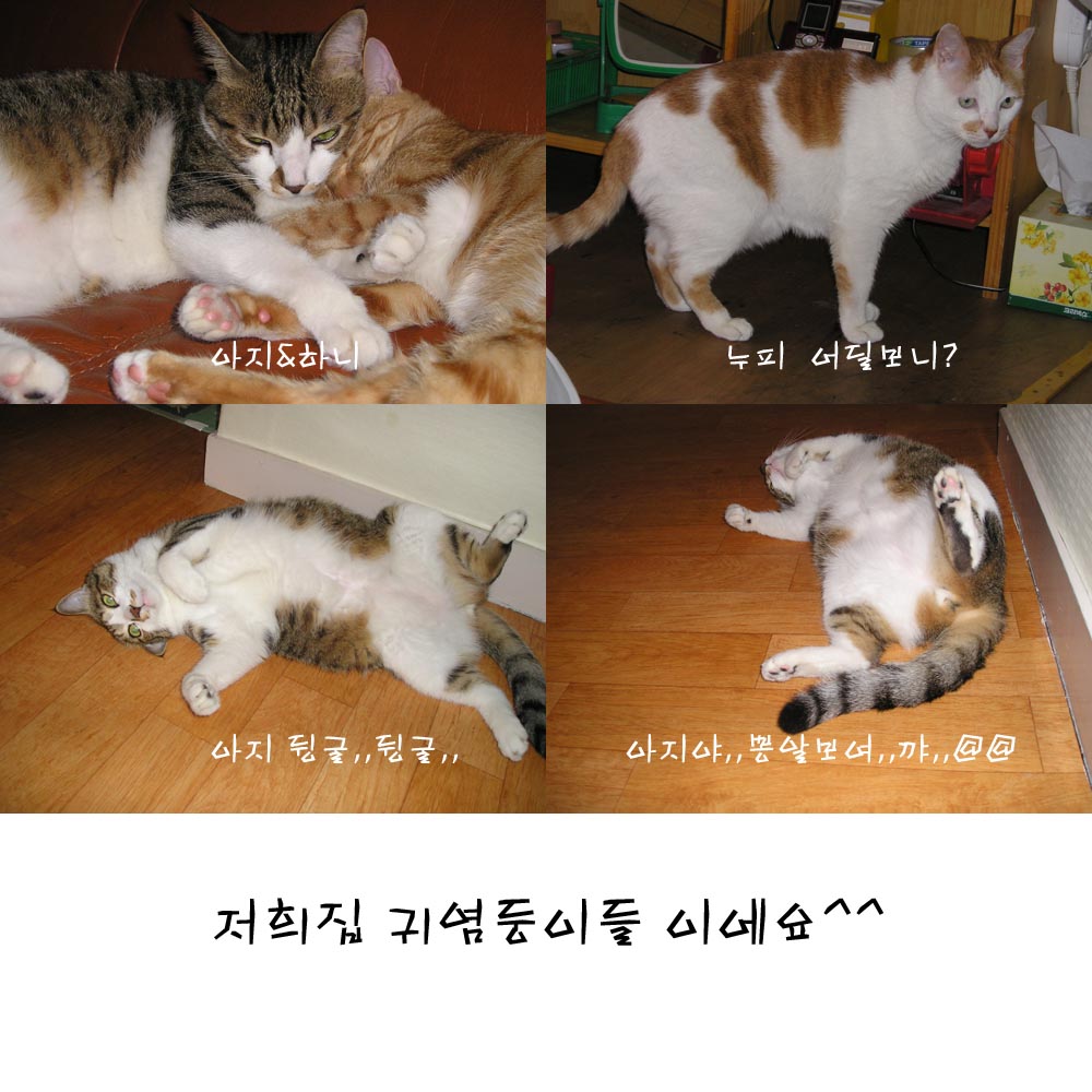 누,아,하모음.jpg