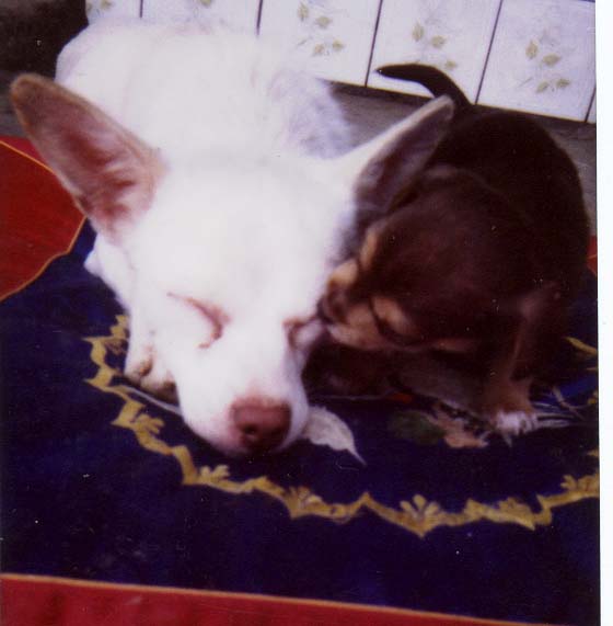 2차백은영동물일기.jpg 2차백은영동물일기.jpg